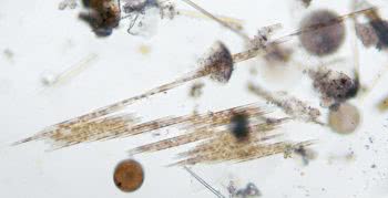 Baccilaria paxilifera